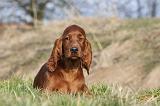 SETTER IRLANDAIS 300